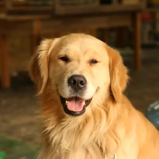Golden retriever resting indoors