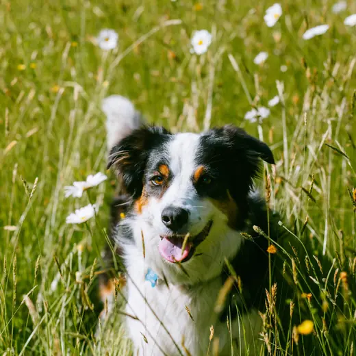 Tricolour shepherd dog sitting in a meadow of daisies