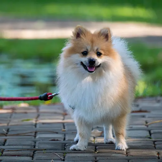 Pomeranian standing on a garden path